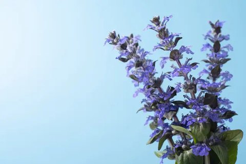 Sahabat Fimela, ini dia 5 aroma parfum yang bantu usir stres, cemas, dan bikin tidur makin nyenyak---cocok banget buat kamu yang butuh rileks di tengah rutinitas. (Foto dok: Freepik/EyeEm).