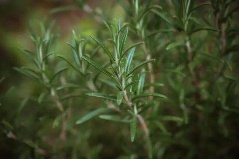 ilustrasi aromaterapi rosemary/unsplash