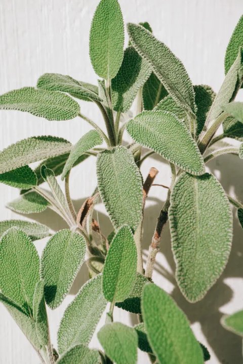 Sage, Tanaman Pengusir Lalat yang Bisa Ditanam di Rumah agar Tetap Bersih dan Sehat. Photo by Alina Vilchenko: https://www.pexels.com/photo/green-leaves-of-plant-16024194/