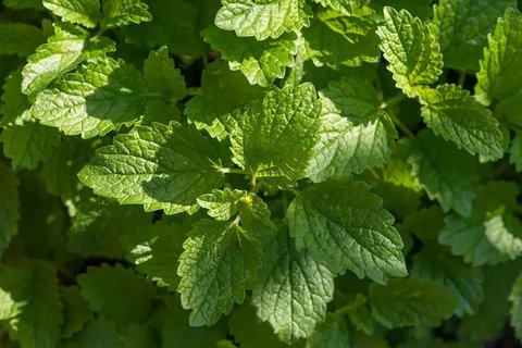 Ilustrasi Lemon Balm (pixabay.com)
