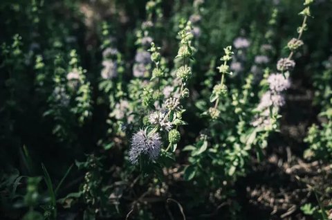 Ilustrasi Pennyroyal, Tanaman Pengusir Lalat yang Bisa Ditanam di Rumah agar Tetap Bersih dan Sehat (Sumber foto: Sonny Sixteen di Pexels)