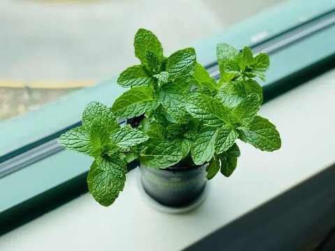Ilustrasi daun mint. (Photo by Eleonor Chen on Unsplash)