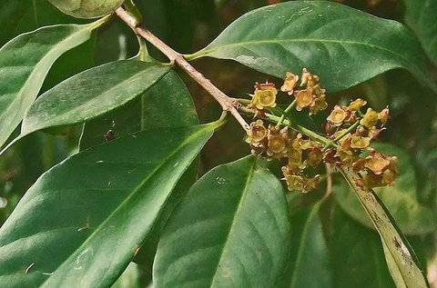 Daun salam (Wikipedia)