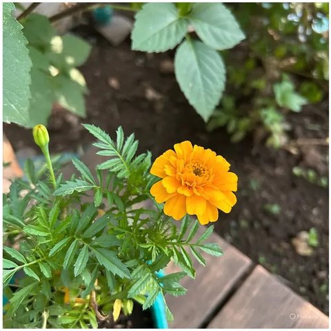 Marigold, Tanaman Pengusir Lalat yang Bisa Ditanam di Rumah agar Tetap Bersih dan Sehat (Tagetes spp.). Ilustrasi MetaAI