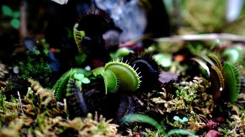 venus flytrap, Tanaman Pengusir Lalat yang Bisa Ditanam di Rumah agar Tetap Bersih dan Sehat (Xinhua/Zhang Jiansong)