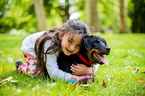 Ilustrasi anjing Golden Retriever. (dok. Helena Lopes/Unsplash.com)