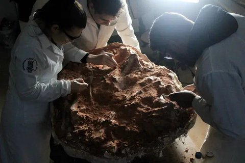 Kerangka dinosaurus langka terjual seharga USD 44,6 juta di Balai Lelang Sotheby's New York. Ini menjadikan Stegosaurus ini fosil paling berharga yang pernah dilelang. foto:Sotheby's, Photo