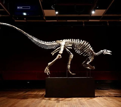 Kerangka dinosaurus langka terjual seharga USD 44,6 juta di Balai Lelang Sotheby's New York. Ini menjadikan Stegosaurus ini fosil paling berharga yang pernah dilelang. foto:Sotheby's, Photo