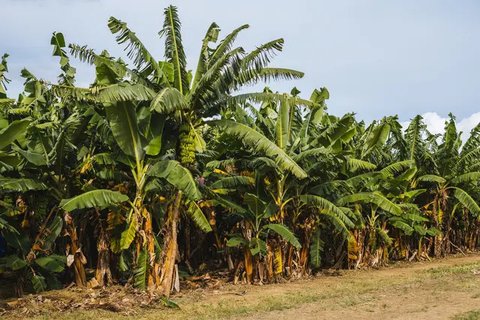 Bunga Teratai (Foto: Freepik/ilovehz)