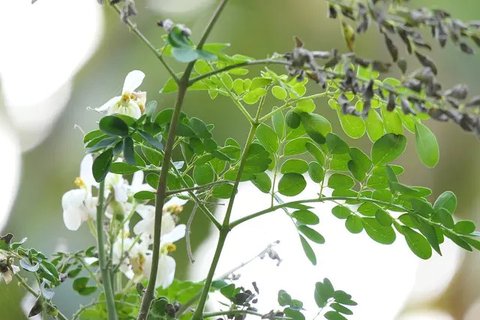 ilustrasi daun kelor/pixabay
