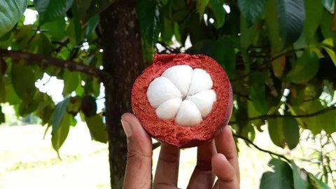 Manfaat Kulit Manggis untuk Kesehatan dan Kecantikan (Sumber: Photo by Free To Use Sounds on Unsplash)