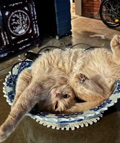 Foto-foto Kucing Nirina Zubir