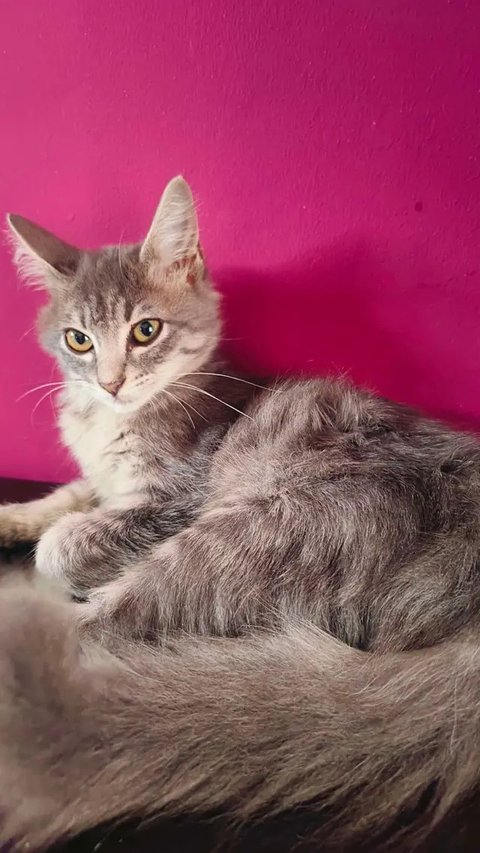Foto-foto Kucing Nirina Zubir