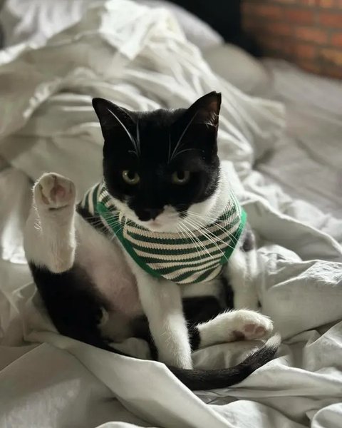 Foto-foto Kucing Nirina Zubir
