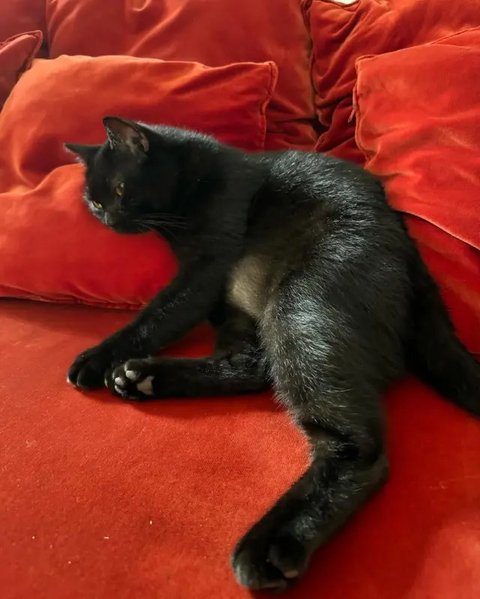 Foto-foto Kucing Nirina Zubir
