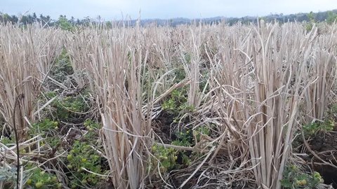 Siap-Siap Agustus 2025 Jadi Puncak Kemarau, Ini Daftar Wilayah Terdampak