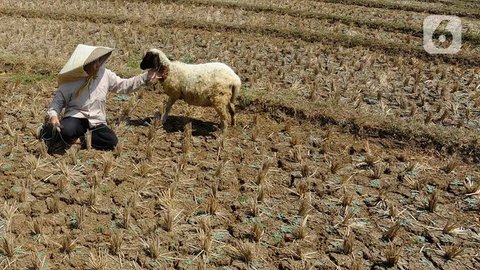 Siap-Siap Agustus 2025 Jadi Puncak Kemarau, Ini Daftar Wilayah Terdampak