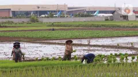 Petani menanam padi di persawahan di kawasan Tangerang, Kamis (3/12/2020). Kementerian Pertanian menargetkan pada musim tanam pertama 2020-2021 penanaman padi mencapai seluas 8,2 juta hektare