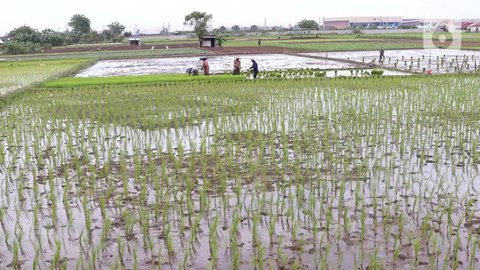 Petani menanam padi di persawahan di kawasan Tangerang, Kamis (3/12/2020). Kementerian Pertanian menargetkan pada musim tanam pertama 2020-2021 penanaman padi mencapai seluas 8,2 juta hektare