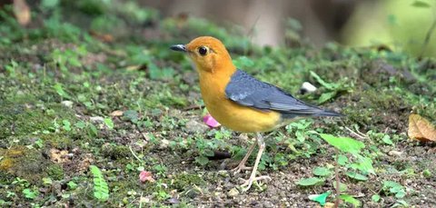 Burung dengan suara kicauan paling nyaring (pixabay)