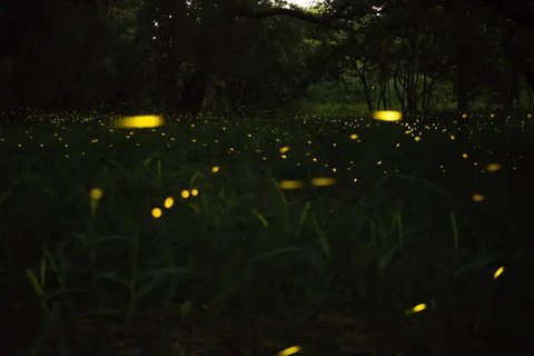 Ilustrasi kumbang. (Unsplash/Dmytro Bukhantsov)