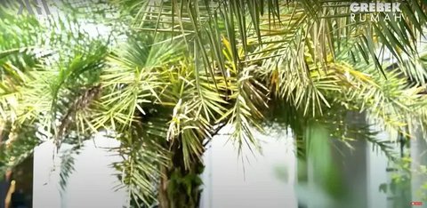 7 Potret Taman Rumah Dokter Reza Gladys, Asri dan Mewah Bak Resort (sumber: YouTube AH)