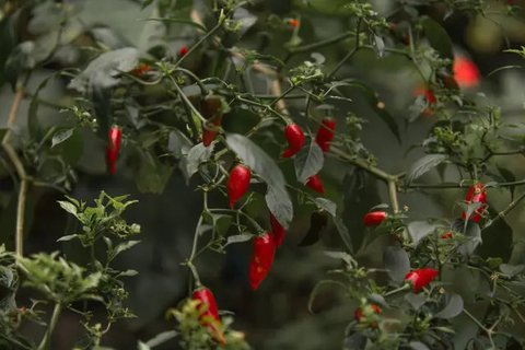 cara menanam cabe dari biji Ilustrasi dibuat AI