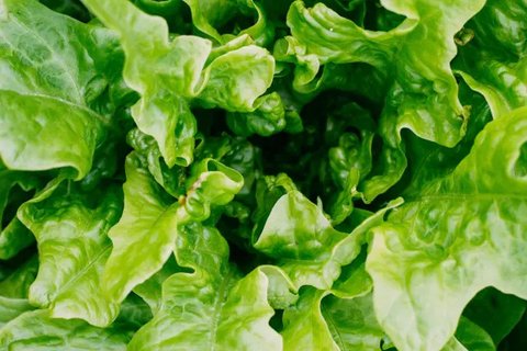 Sayur sawi putih dapat menjadi pilihan makanan untuk penderita asam urat. (Foto: Unsplash/A. Milne)
