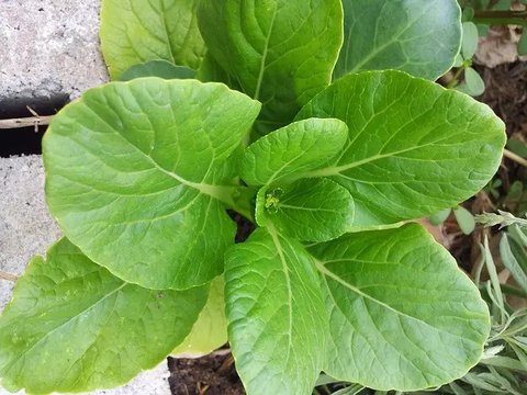 Sayur sawi putih dapat menjadi pilihan makanan untuk penderita asam urat. (Foto: Unsplash/A. Milne)