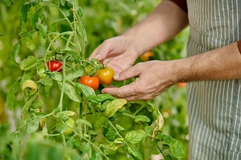 Sayur sawi putih dapat menjadi pilihan makanan untuk penderita asam urat. (Foto: Unsplash/A. Milne)