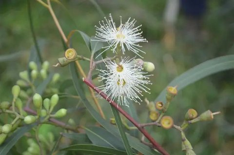 Ilustrasi lebah, hewan avertebrata. (Photo by Dustin Humes on Unsplash)