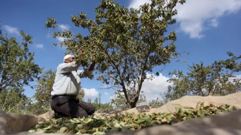 Petani Palestina Abdullah Hanni memetik badam hijau di Desa Beit Furik, Nablus timur, Tepi Barat (9/7/2020). Buah badam merupakan buah yang dihasilkan oleh pohon Prunus dulcis. (Xinhua/Nidal
