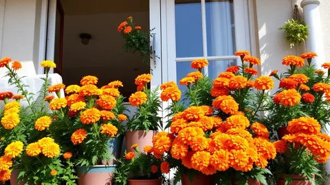 Memasang paving block pada halaman rumah merupakan salah satu cara yang paling lumrah dilakukan untuk mendapatkan halaman yang cantik.