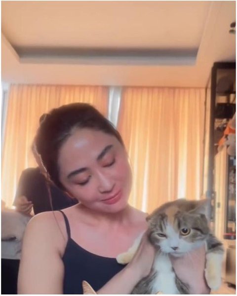 Dewi Perssik jaga kucing Eko Patrio yang selamat pasca penjarahan rumah. [IG: @dewiperssik9]