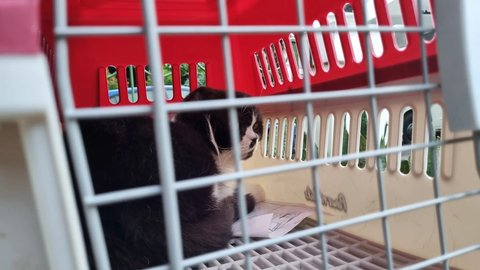 Potret Kucing-Kucing Uya Kuya yang Sudah Dikembalikan Oleh Sherina