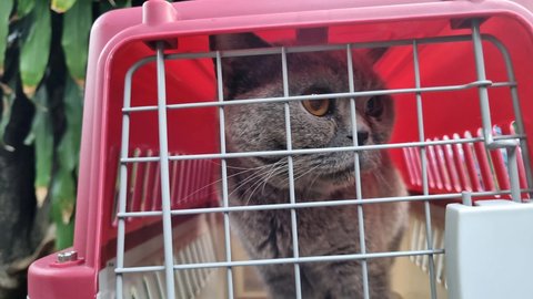 Potret Kucing-Kucing Uya Kuya yang Sudah Dikembalikan Oleh Sherina