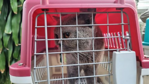 Potret Kucing-Kucing Uya Kuya yang Sudah Dikembalikan Oleh Sherina