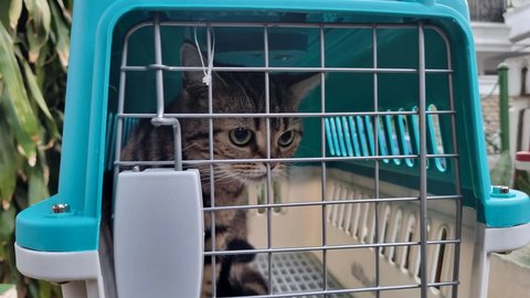 Potret Kucing-Kucing Uya Kuya yang Sudah Dikembalikan Oleh Sherina