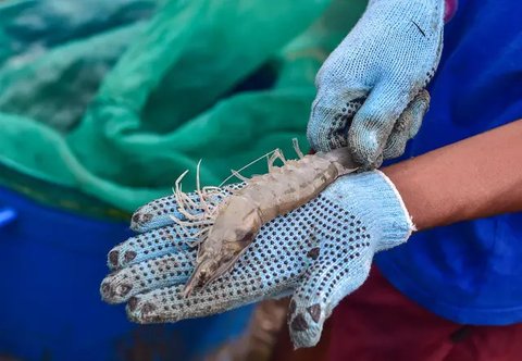 Lobster dan udang Tiger hasil tangkapan nelayan. (Foto: Liputan6.com/Muhamad Ridlo)