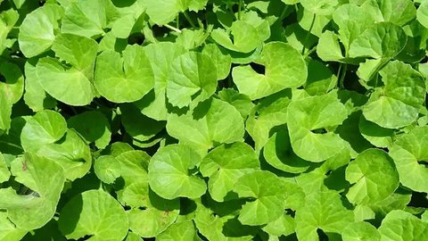 Ilustrasi daun pegagan (Photo by Beverly Buckley on Pixabay)