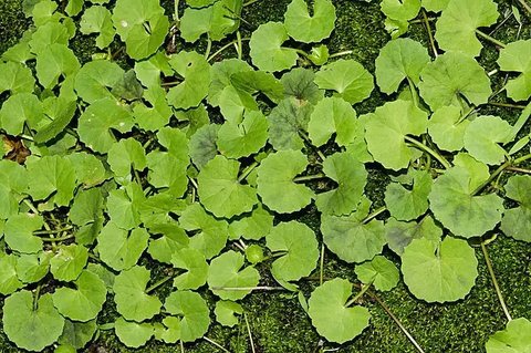 Ilustrasi daun pegagan (Photo by Beverly Buckley on Pixabay)