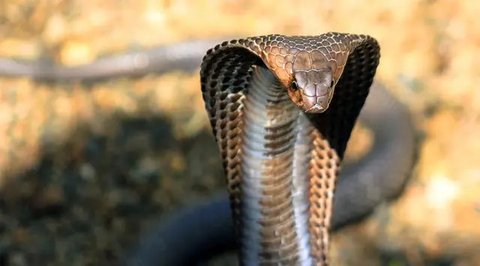 Tim Animal Rescue Dinas Satuan Polisi Pamong Praja (Satpol PP) Kota Sukabumi saat mengevakuasi seekor ular King Kobra. (Liputan6.com/Istimewa).