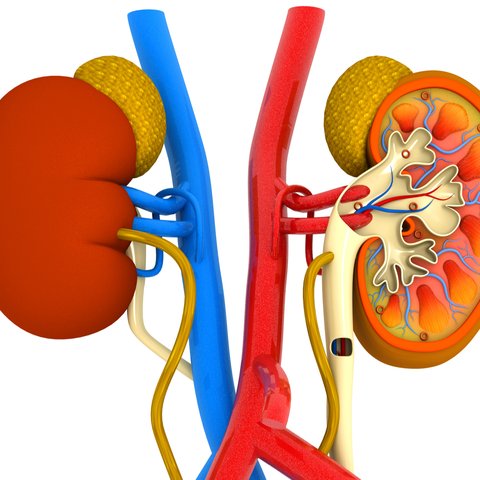 Anatomy organ dalam manusia.
