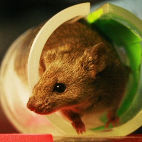 The best defense against a rodent infestation is to keep them out in the first place. Here's what an expert said about mitigating mice this winter.