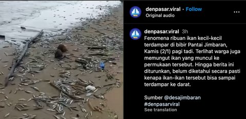 Viral Ribuan Ikan Mati Terdampar di Pantai Jimbaran, Ini 4 Faktor Diduga Jadi Penyebabnya