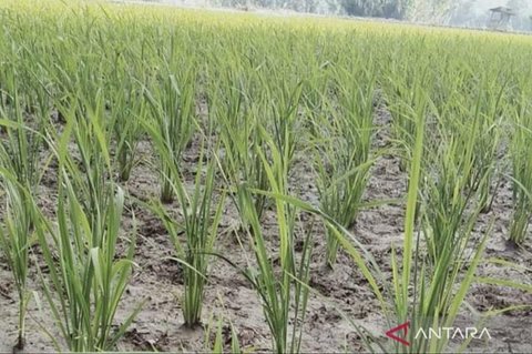 Dinas Pertanian Mukomuko akan tindak lanjuti laporan harga gabah kering panen di bawah Harga Pembelian Pemerintah (HPP) dan berkoordinasi dengan Bulog untuk penyerapan gabah petani.
