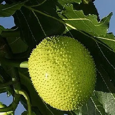 buah sukun (wikipedia.org)