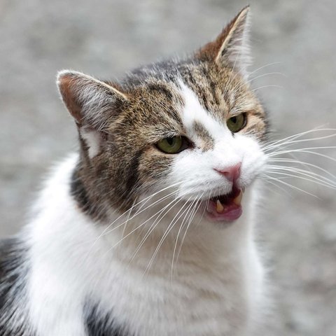 Kucing Larry di Kantor PM Inggris