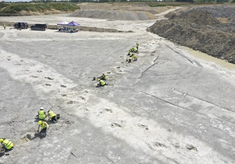 Sedang Gali Tanah Liat, Pekerja Temukan 'Jalan Raya Dinosaurus' Berupa 200 Jejak Berusia 166 Juta Tahun