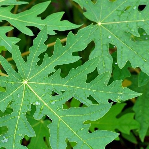 Tips Memasak Daun Pepaya agar Tidak Pahit: Gunakan Garam sebagai Salah Satu Solusi